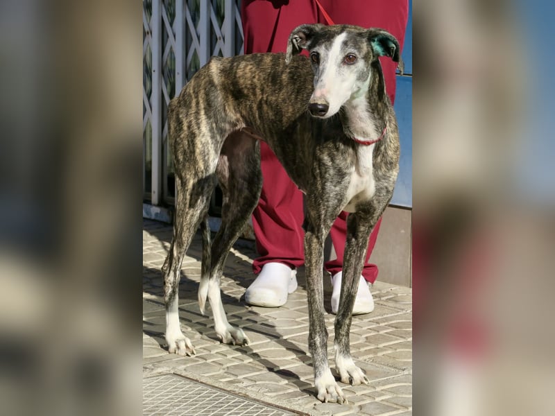 Maggie - zutraulich, elegant und lernwillig