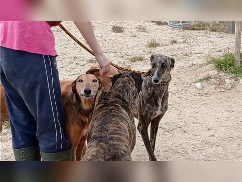 die Galgoschönheit BEAUTY