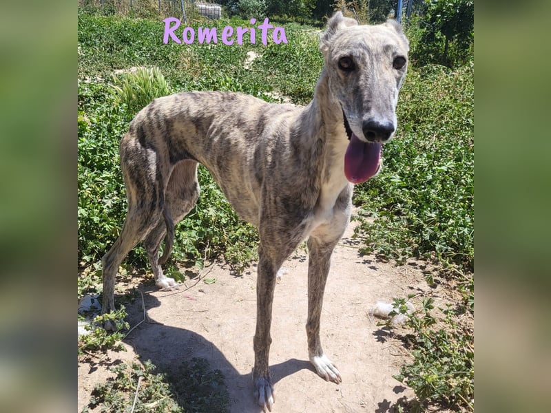 Romerita 05/2021 (in Deutschland) - wunderschöne, sympathische und soziale Galga!