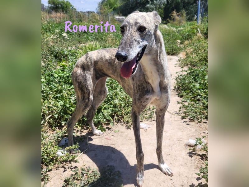 Romerita 05/2021 (in Deutschland) - wunderschöne, sympathische und soziale Galga!