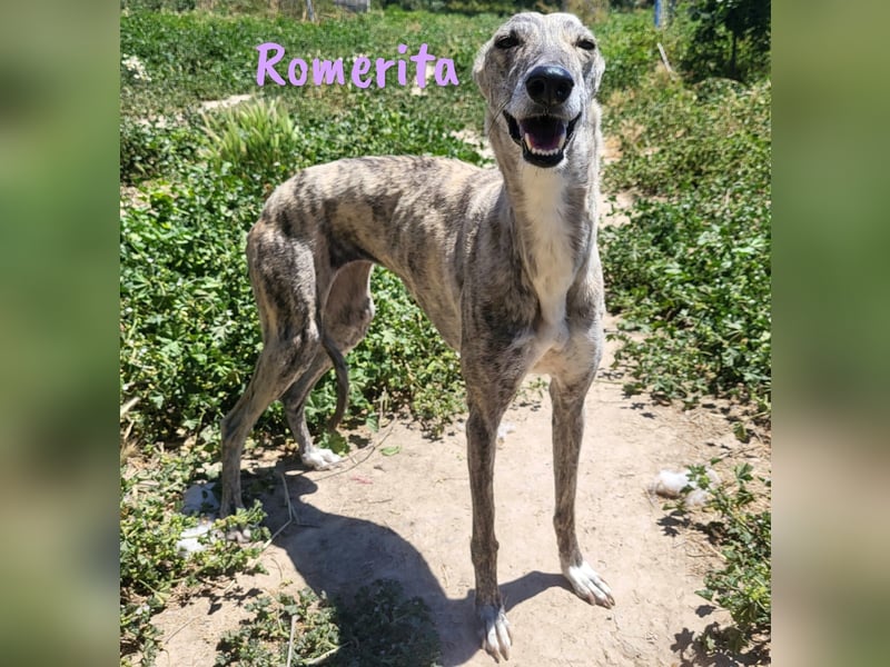 Romerita 05/2021 (in Deutschland) - wunderschöne, sympathische und soziale Galga!