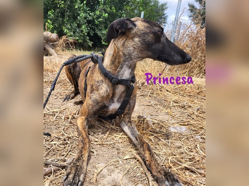 Princesa 03/2021 (ESP) - bezaubernde, verspielte und soziale Galga!