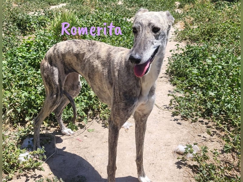 Romerita 05/2021 (ESP) - wunderschöne, sympathische unbd soziale Galga!