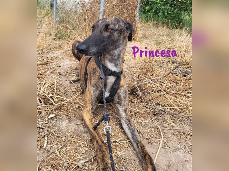 Princesa 03/2021 (ESP) - bezaubernde, verspielte und soziale Galga!