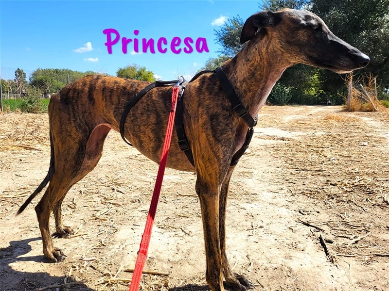 Princesa 03/2021 (ESP) - bezaubernde, verspielte und soziale Galga!