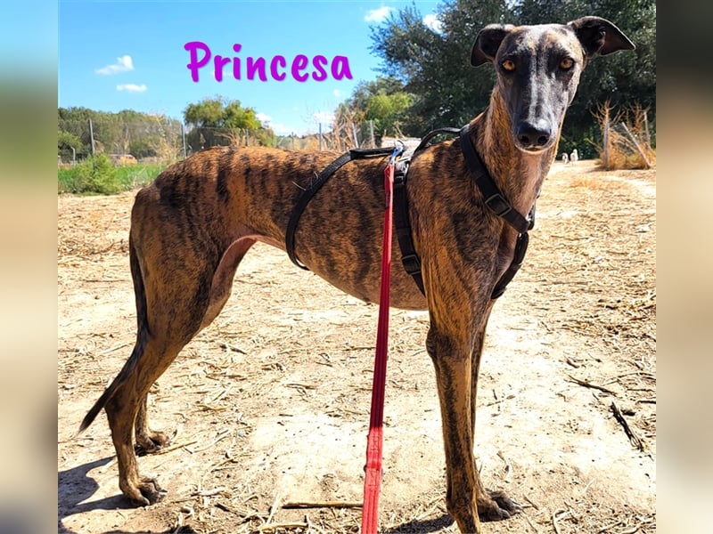 Princesa 03/2021 (ESP) - bezaubernde, verspielte und soziale Galga!