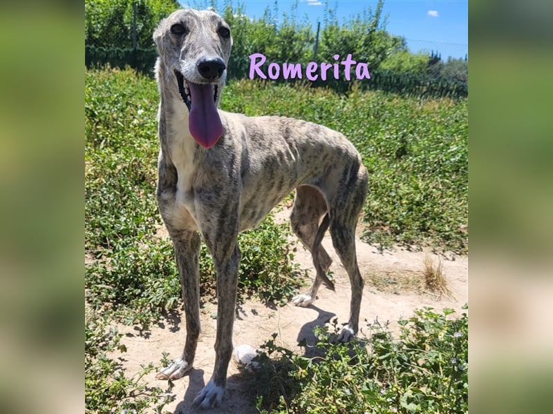 Romerita 05/2021 (ESP) - wunderschöne, sympathische unbd soziale Galga!