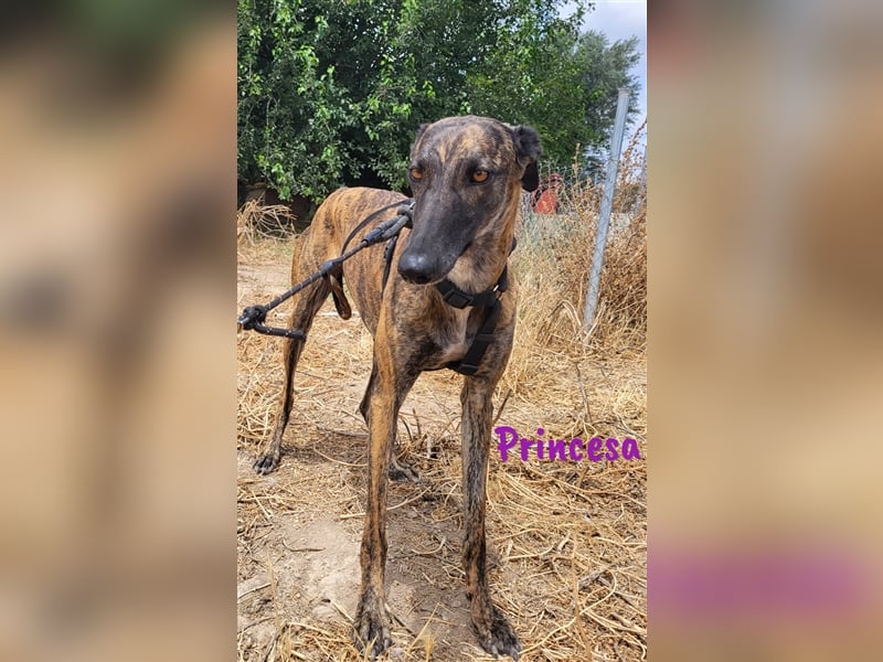 Princesa 03/2021 (ESP) - bezaubernde, verspielte und soziale Galga!