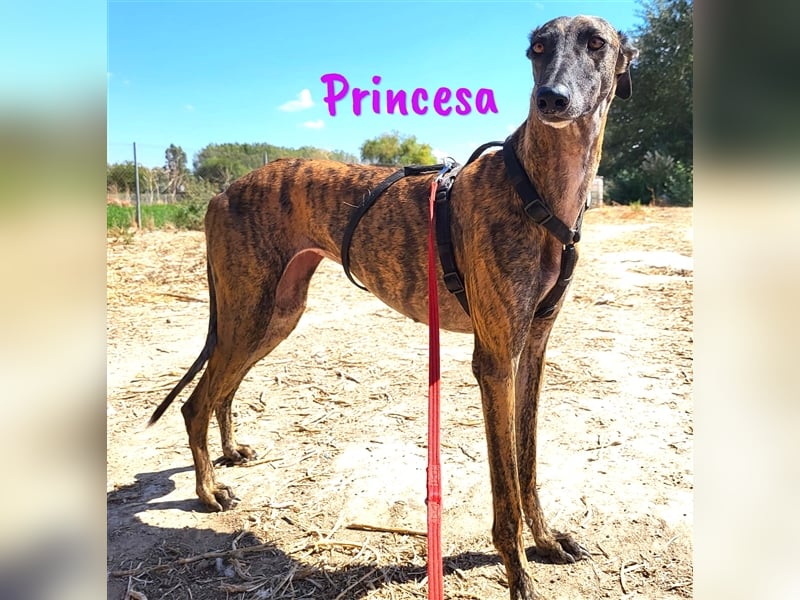 Princesa 03/2021 (ESP) - bezaubernde, verspielte und soziale Galga!