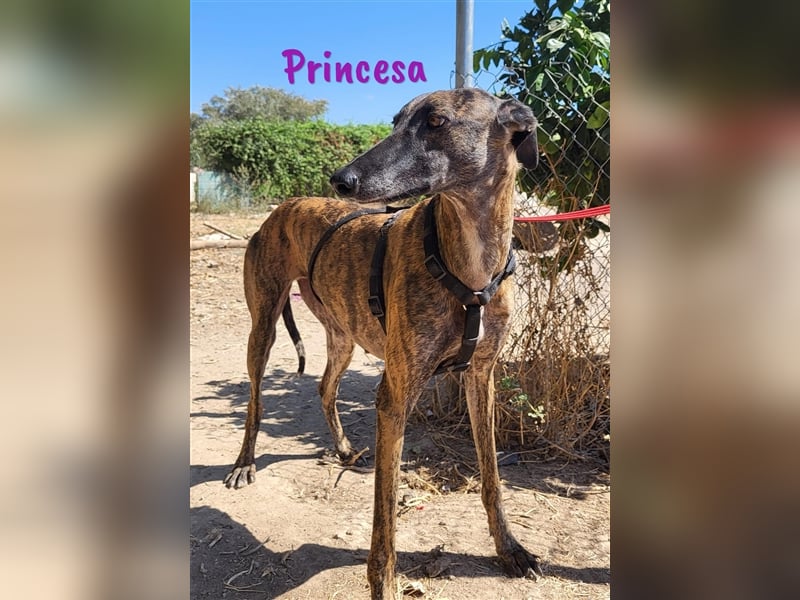 Princesa 03/2021 (ESP) - bezaubernde, verspielte und soziale Galga!