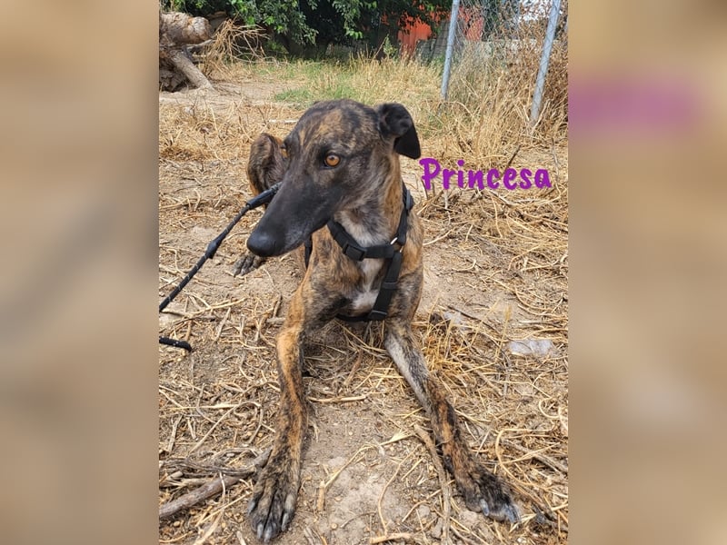 Princesa 03/2021 (ESP) - bezaubernde, verspielte und soziale Galga!