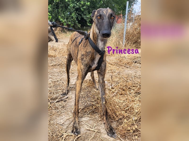 Princesa 03/2021 (ESP) - bezaubernde, verspielte und soziale Galga!