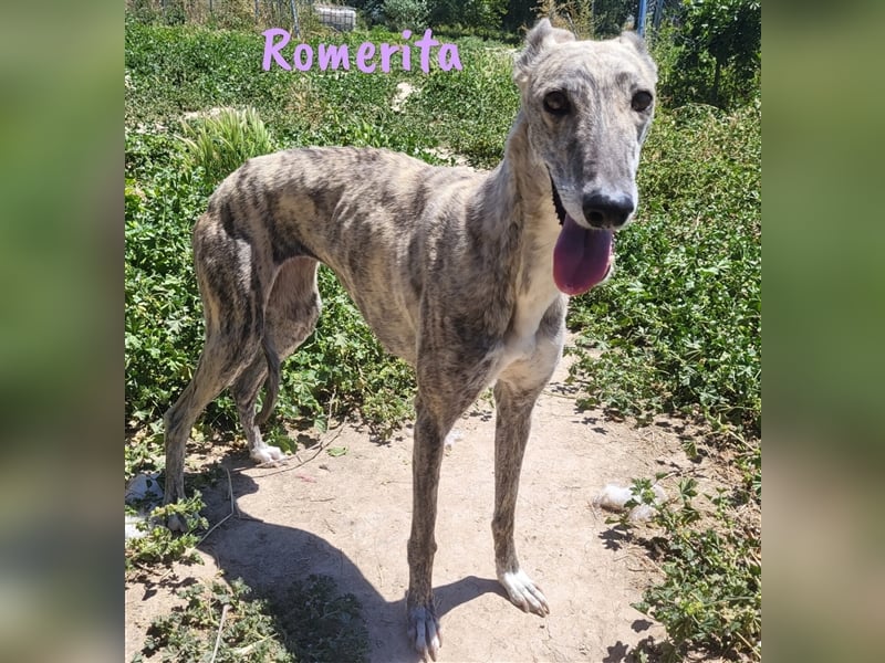 Romerita 05/2021 (ESP) - wunderschöne, sympathische unbd soziale Galga!