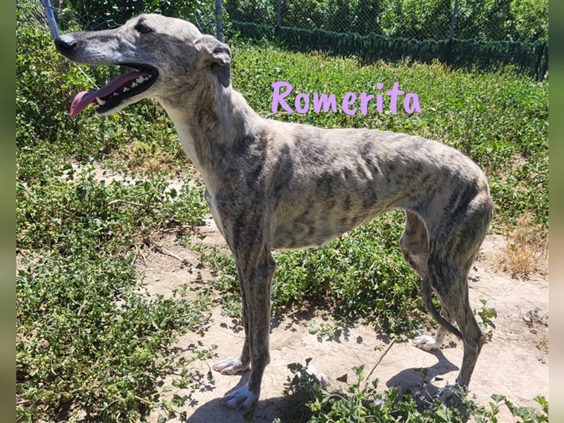 Romerita 05/2021 (ESP) - wunderschöne, sympathische unbd soziale Galga!