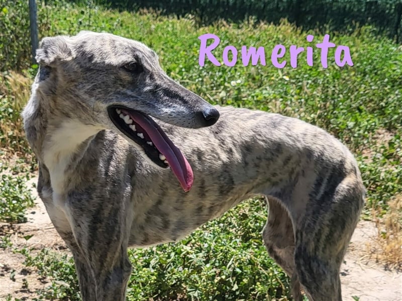 Romerita 05/2021 (ESP) - wunderschöne, sympathische unbd soziale Galga!