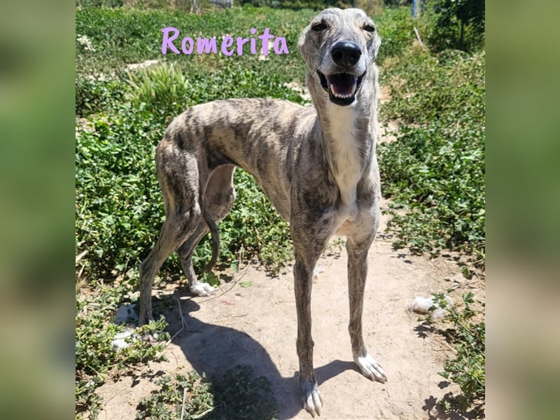 Romerita 05/2021 (ESP) - wunderschöne, sympathische unbd soziale Galga!