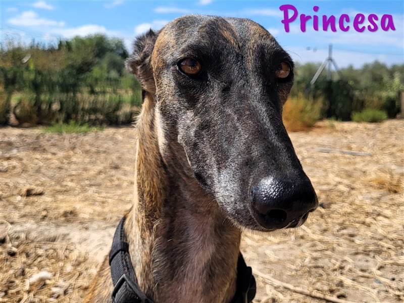 Princesa 03/2021 (ESP) - bezaubernde, verspielte und soziale Galga!