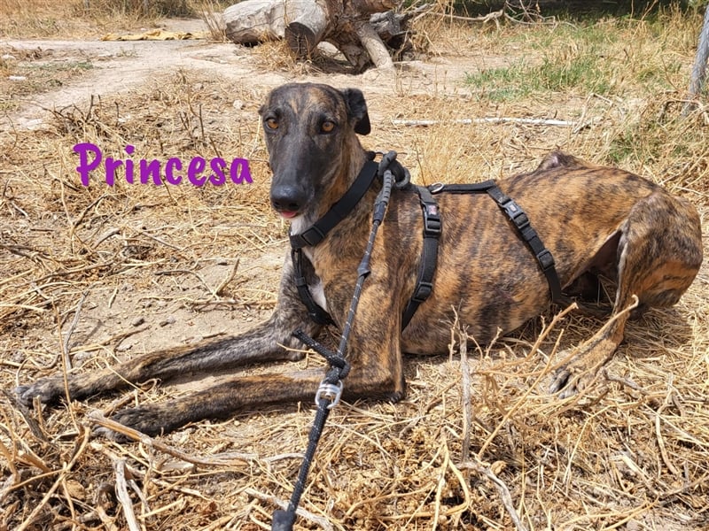 Princesa 03/2021 (ESP) - bezaubernde, verspielte und soziale Galga!