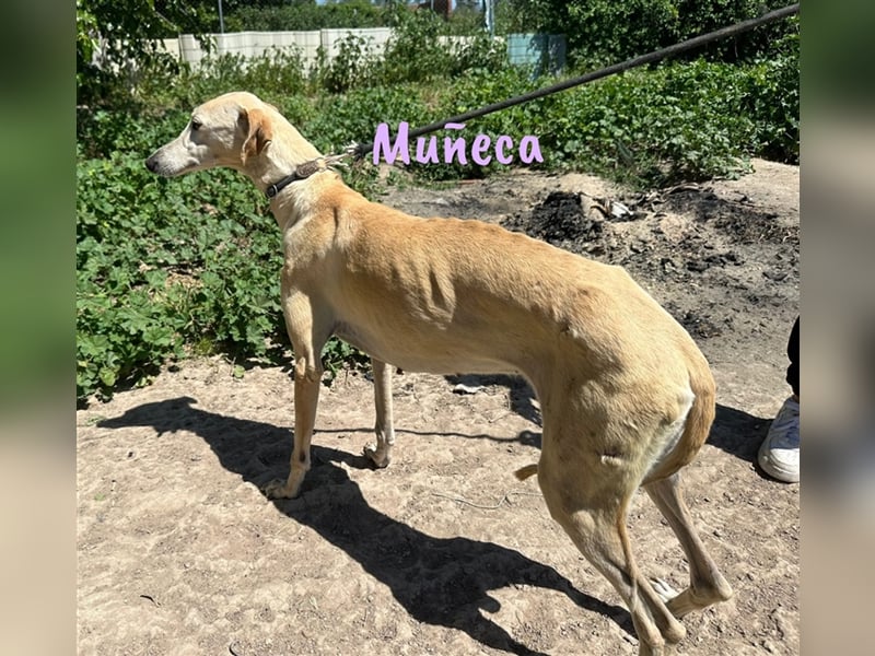 Muñeca 01/2019 (in Deutschland) - ausgeglichene und liebevolle, ganz besondere Galga!