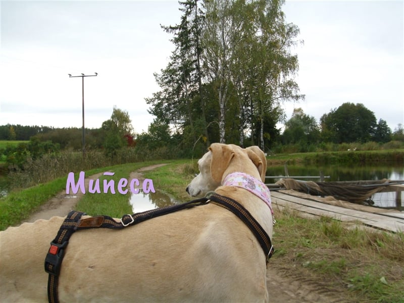 Muñeca 01/2019 (in Deutschland) - ausgeglichene und liebevolle, ganz besondere Galga!