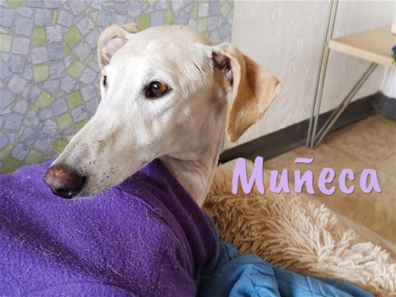 Muñeca 01/2019 (in Deutschland) - ausgeglichene und liebevolle, ganz besondere Galga!