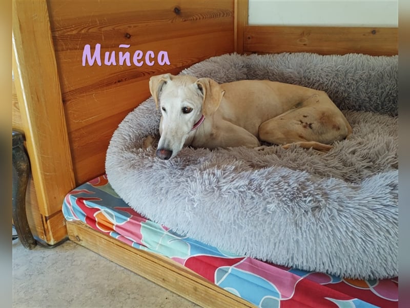 Muñeca 01/2019 (in Deutschland) - ausgeglichene und liebevolle, ganz besondere Galga!