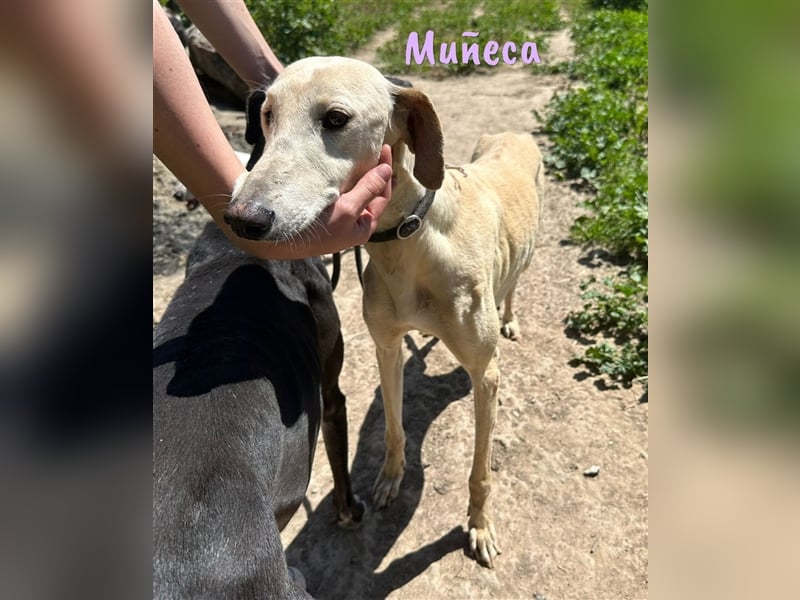 Muñeca 01/2019 (in Deutschland) - ausgeglichene und liebevolle, ganz besondere Galga!