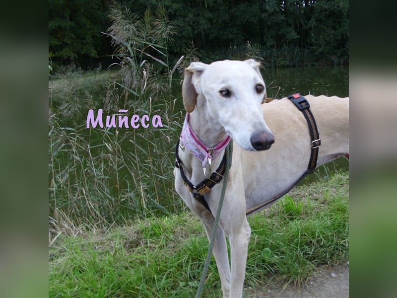 Muñeca 01/2019 (in Deutschland) - ausgeglichene und liebevolle, ganz besondere Galga!