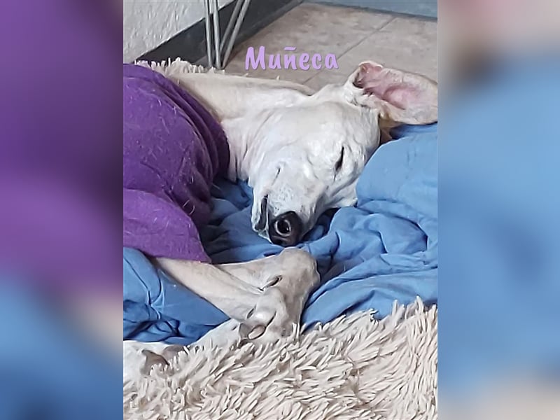 Muñeca 01/2019 (in Deutschland) - ausgeglichene und liebevolle, ganz besondere Galga!