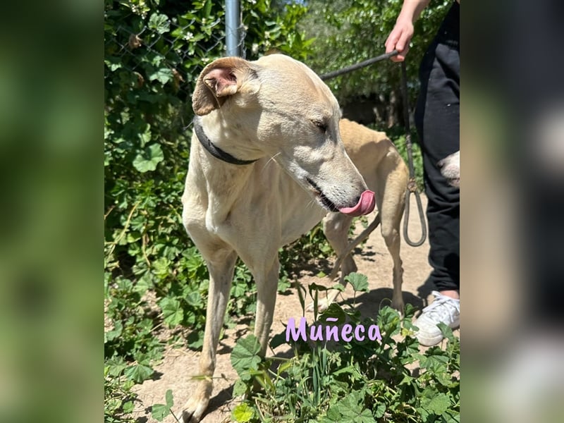 Muñeca 01/2019 (in Deutschland) - ausgeglichene und liebevolle, ganz besondere Galga!