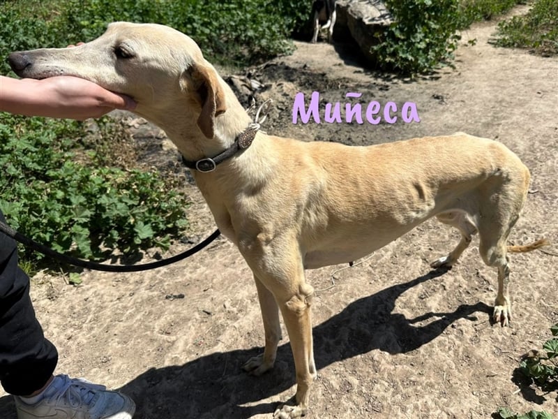 Muñeca 01/2019 (in Deutschland) - ausgeglichene und liebevolle, ganz besondere Galga!