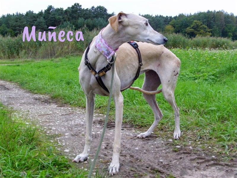 Muñeca 01/2019 (in Deutschland) - ausgeglichene und liebevolle, ganz besondere Galga!