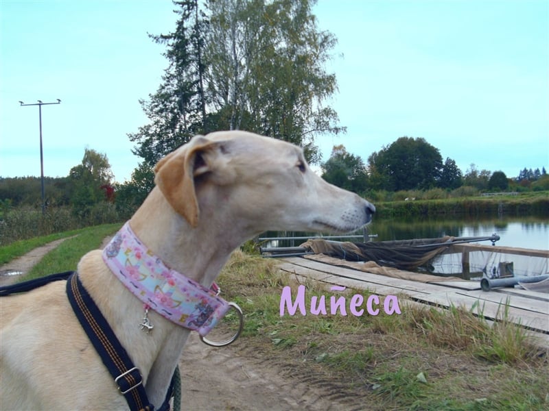 Muñeca 01/2019 (in Deutschland) - ausgeglichene und liebevolle, ganz besondere Galga!