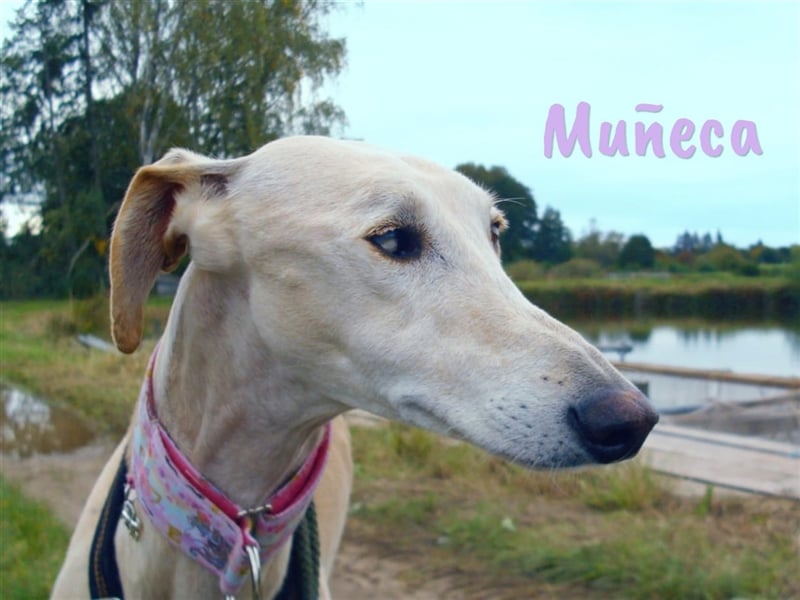 Muñeca 01/2019 (in Deutschland) - ausgeglichene und liebevolle, ganz besondere Galga!