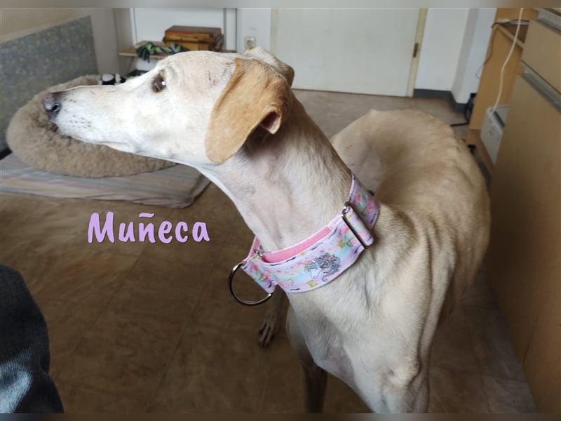 Muñeca 01/2019 (in Deutschland) - ausgeglichene und liebevolle, ganz besondere Galga!