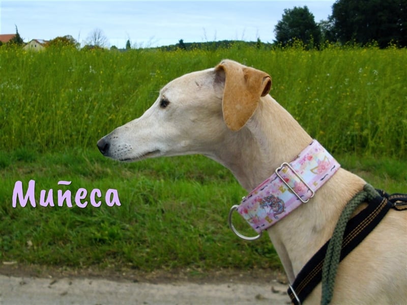 Muñeca 01/2019 (in Deutschland) - ausgeglichene und liebevolle, ganz besondere Galga!