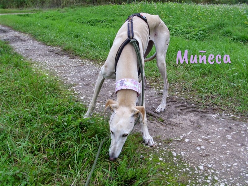 Muñeca 01/2019 (in Deutschland) - ausgeglichene und liebevolle, ganz besondere Galga!