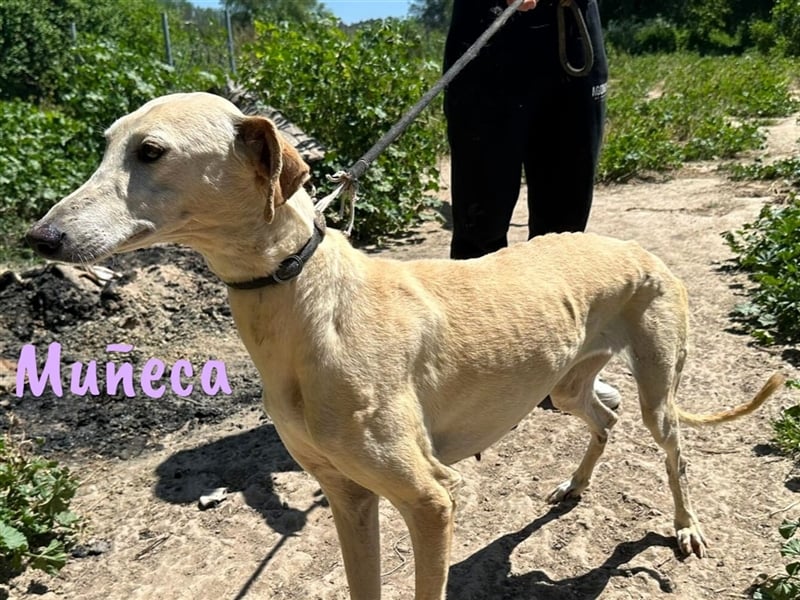 Muñeca 01/2019 (in Deutschland) - ausgeglichene und liebevolle, ganz besondere Galga!