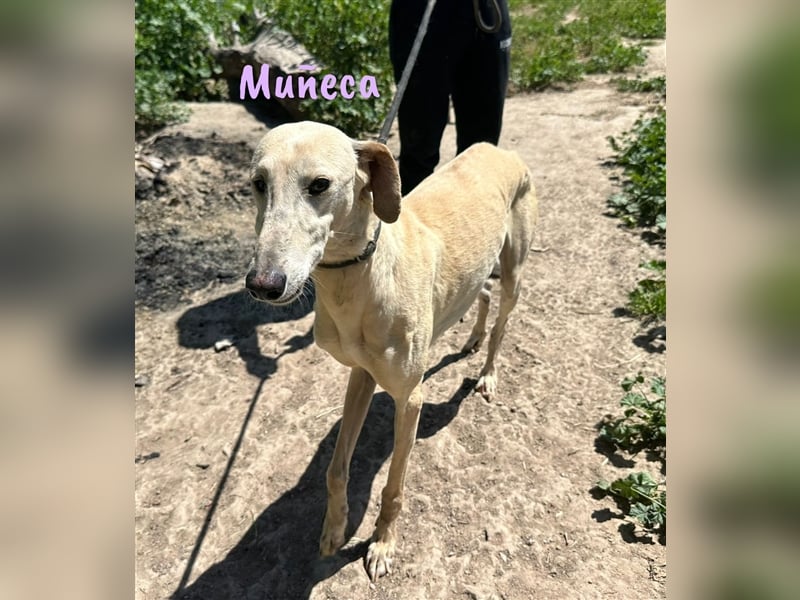 Muñeca 01/2019 (in Deutschland) - ausgeglichene und liebevolle, ganz besondere Galga!