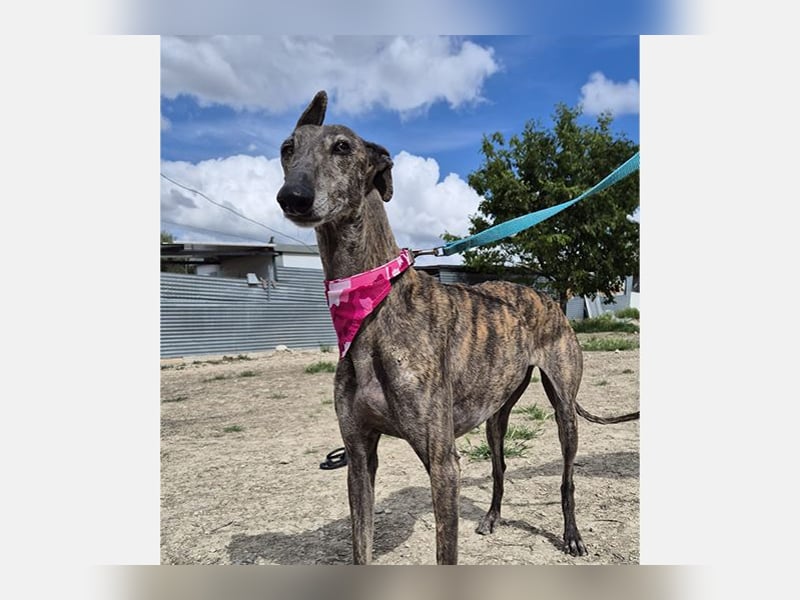 Guapino (TO) Aufgeschlossen, super lieb und verschmust