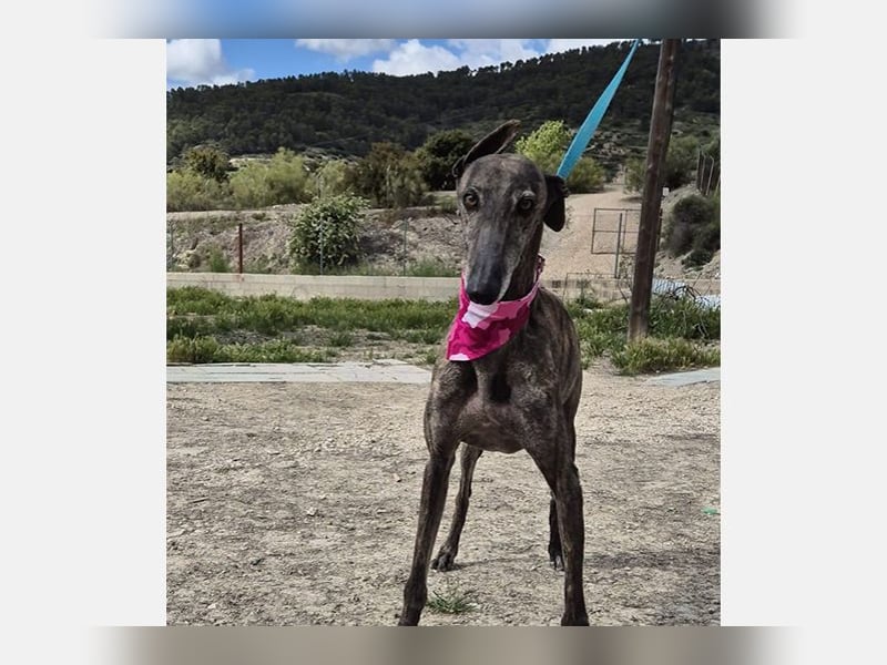 Guapino (TO) Aufgeschlossen, super lieb und verschmust