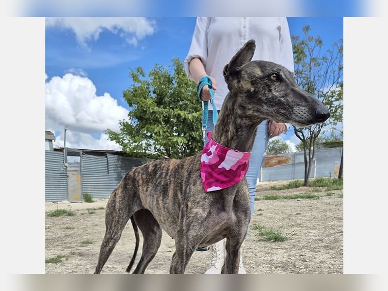 Guapino (TO) Aufgeschlossen, super lieb und verschmust