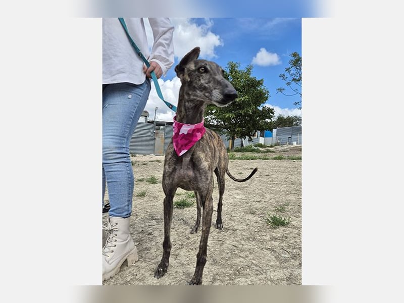 Guapino (TO) Aufgeschlossen, super lieb und verschmust