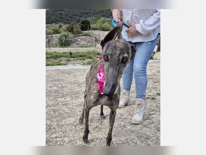 Guapino (TO) Aufgeschlossen, super lieb und verschmust