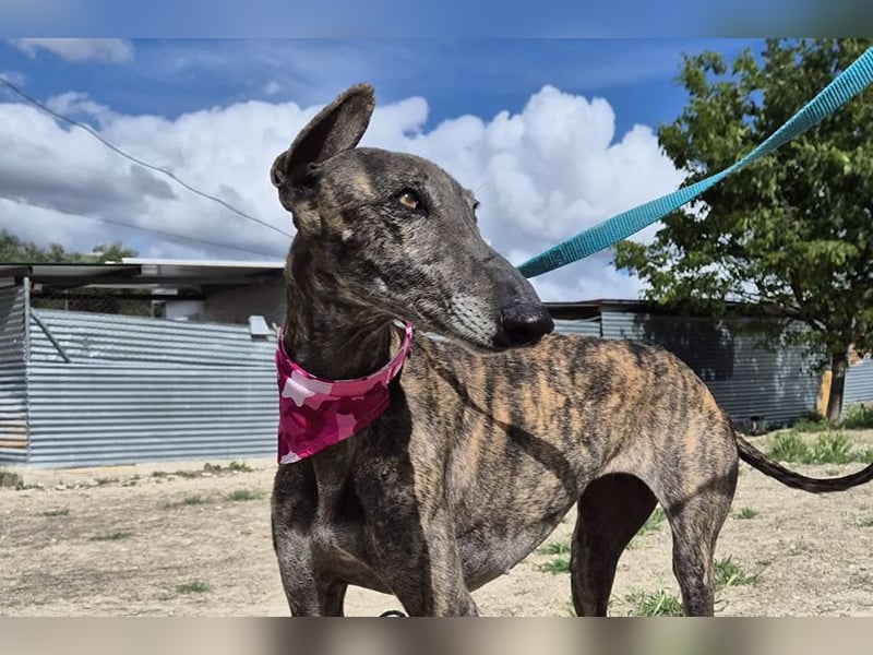 Guapino (TO) Aufgeschlossen, super lieb und verschmust