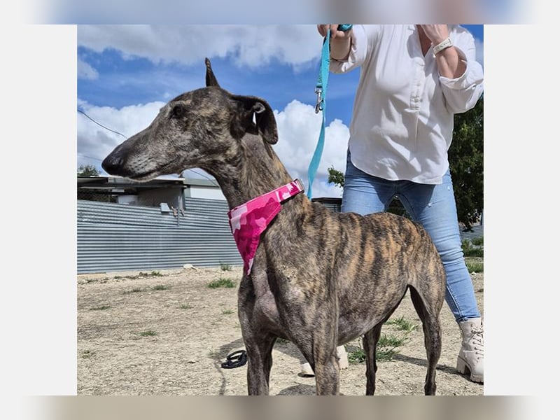 Guapino (TO) Aufgeschlossen, super lieb und verschmust