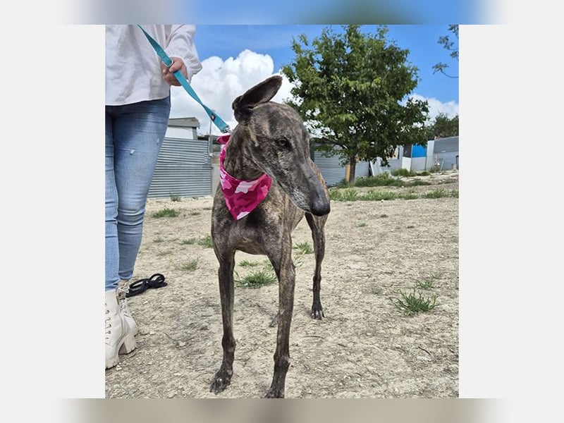 Guapino (TO) Aufgeschlossen, super lieb und verschmust
