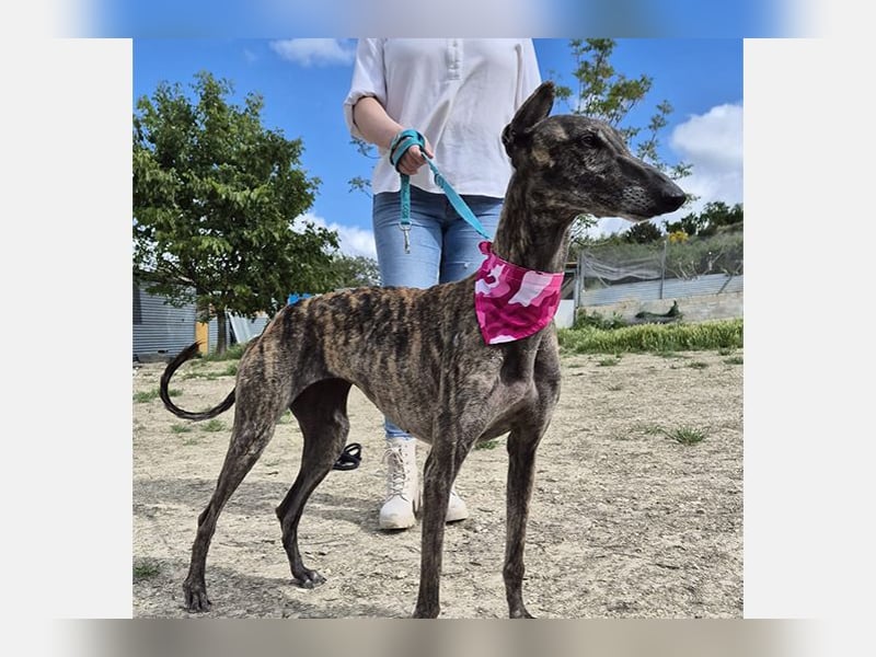 Guapino (TO) Aufgeschlossen, super lieb und verschmust