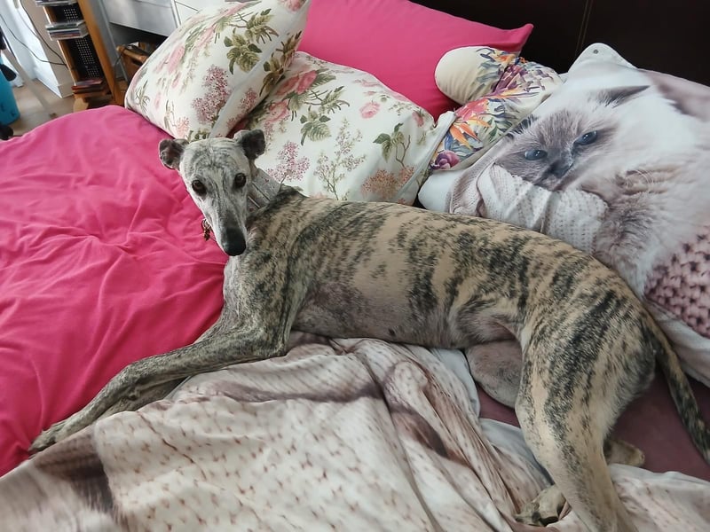 Espania(CR) hübsches Galgo Mädchen sucht seine Familie