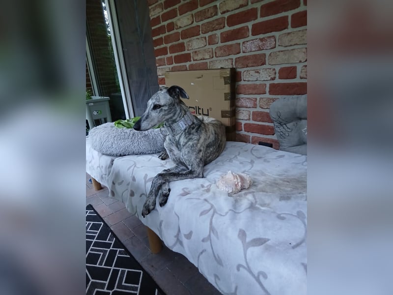 Espania(CR) hübsches Galgo Mädchen sucht seine Familie